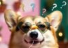 Funny Dog Videos That Will Melt Your Heart (And Make You Laugh Out Loud) Round corgi sneezing with Cheeto and sunglasses