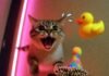 The Ultimate Collection of Funny Animal Videos: Prepare to Laugh Until You Cry Cat mid-fail, shocked hedgehog in party hat, floating duck